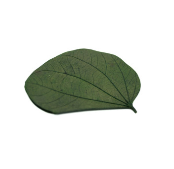 Nenuphar stabilisé 14