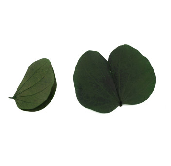 Nenuphar stabilisé 14