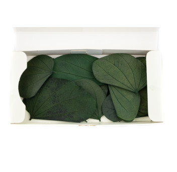 Nenuphar stabilisé 14