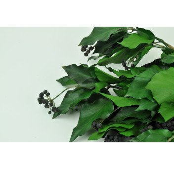 Lierre avec fruits stabilisé 6