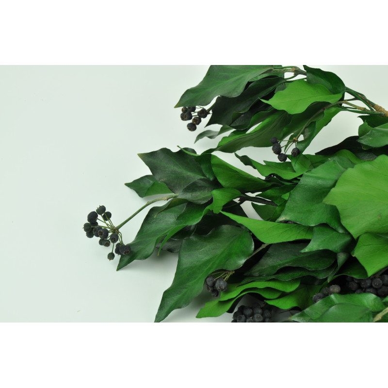 Lierre avec fruits stabilisé 6