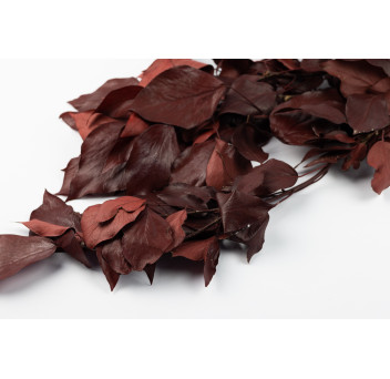 Lierre stabilisé 14