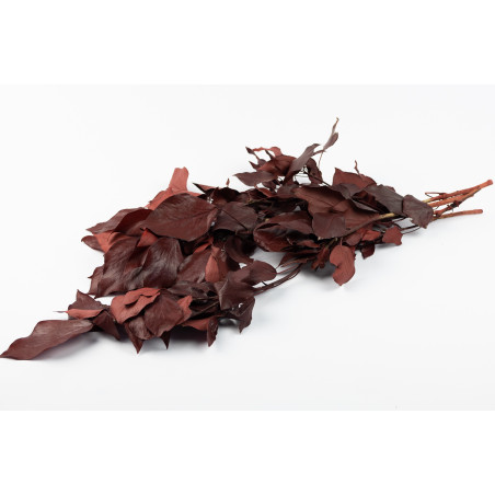 Lierre stabilisé 14