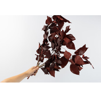 Lierre stabilisé 14