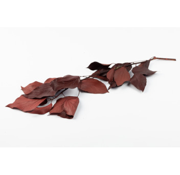 Lierre stabilisé 14