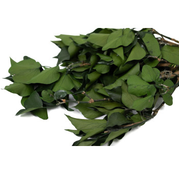 Lierre stabilisé 14