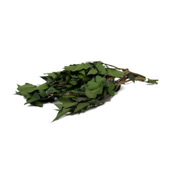 Lierre stabilisé 14