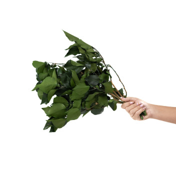 Lierre stabilisé 14