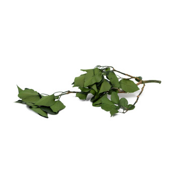 Lierre stabilisé 14