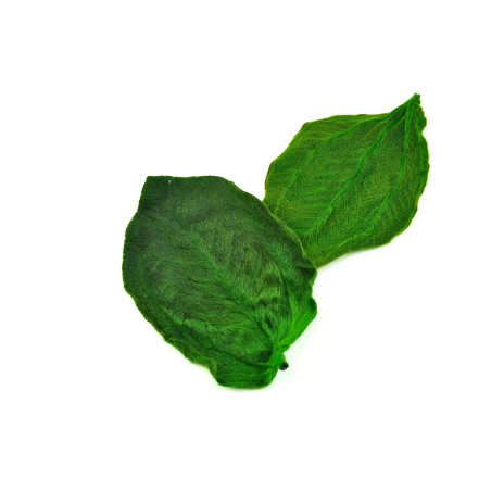 Feuilles de tibouchina stabilisées 14