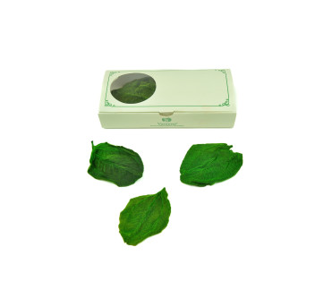 Feuilles de tibouchina stabilisées 14