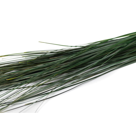 Bear grass stabilisé 6