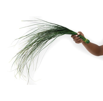 Bear grass stabilisé 6