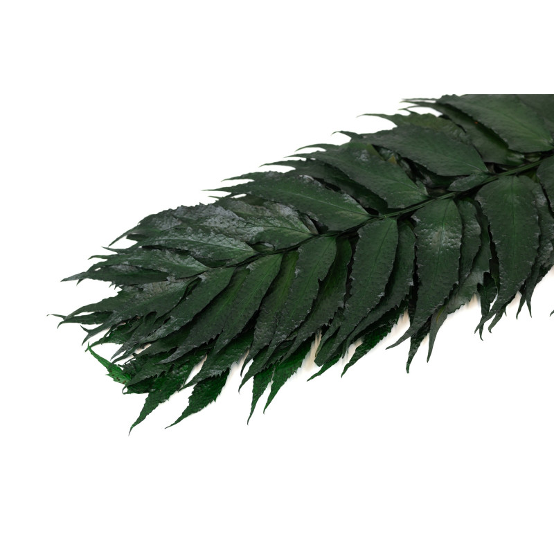 Fougère houx stabilisée 13