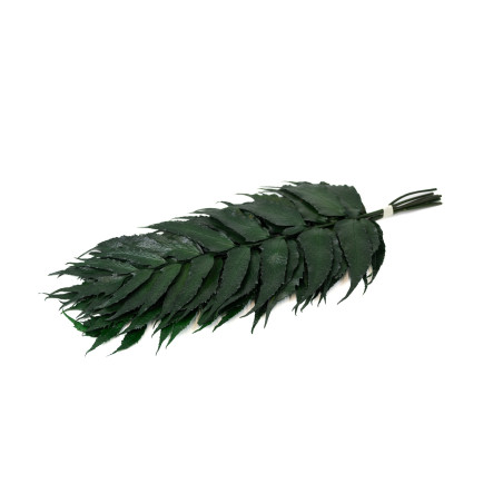 Fougère houx stabilisée 13