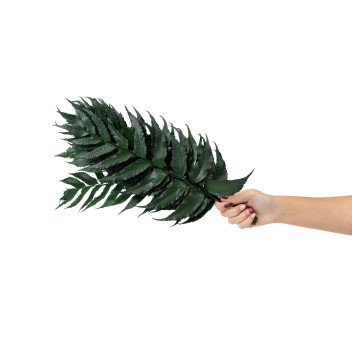 Fougère houx stabilisée 13