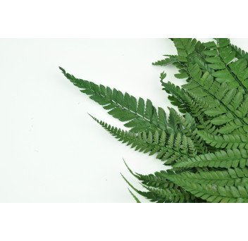 Fougère rumohra stabilisée 8