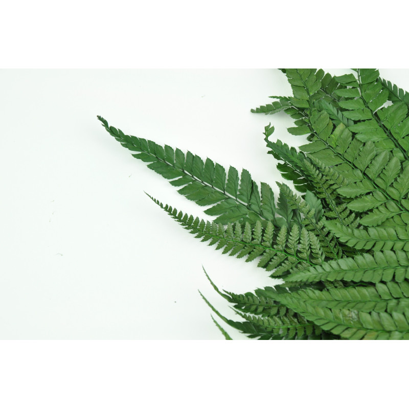 Fougère rumohra stabilisée 8