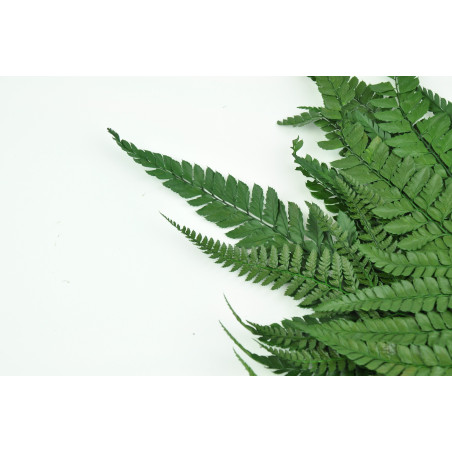 Fougère rumohra stabilisée 8