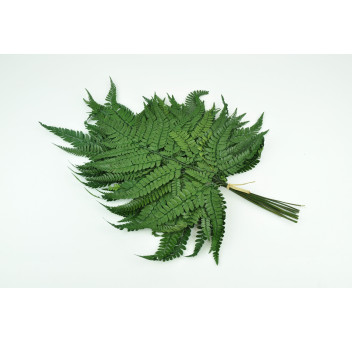 Fougère rumohra stabilisée 8