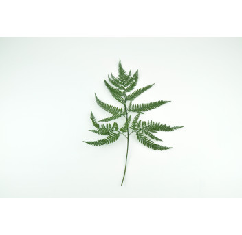 Fougère rumohra stabilisée 8