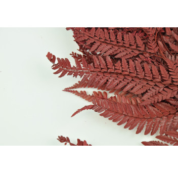 Fougère rumohra stabilisée 8