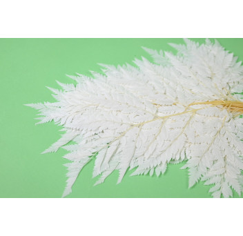 Fougère rumohra stabilisée 8