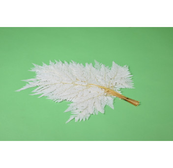 Fougère rumohra stabilisée 8