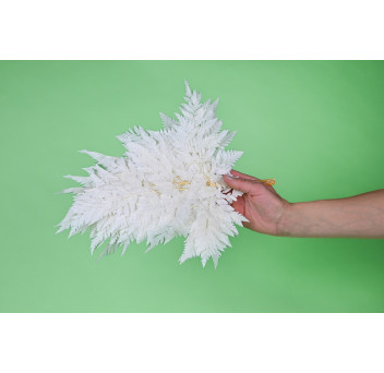 Fougère rumohra stabilisée 8