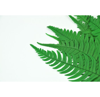 Fougère roche stabilisée 13