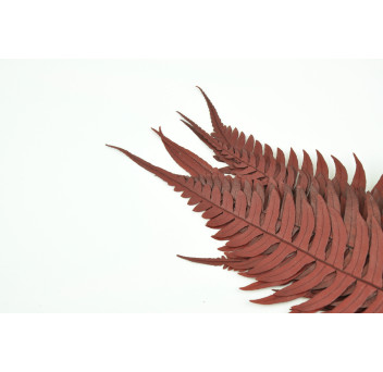 Fougère roche stabilisée 13