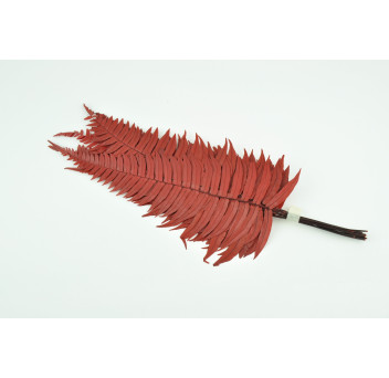 Fougère roche stabilisée 13