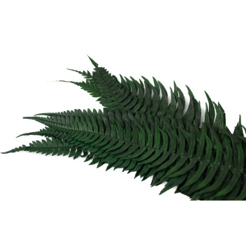 Fougère roche stabilisée 13