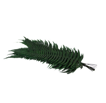 Fougère roche stabilisée 13