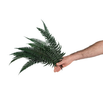 Fougère roche stabilisée 13