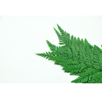 Fougère davalia stabilisée 13