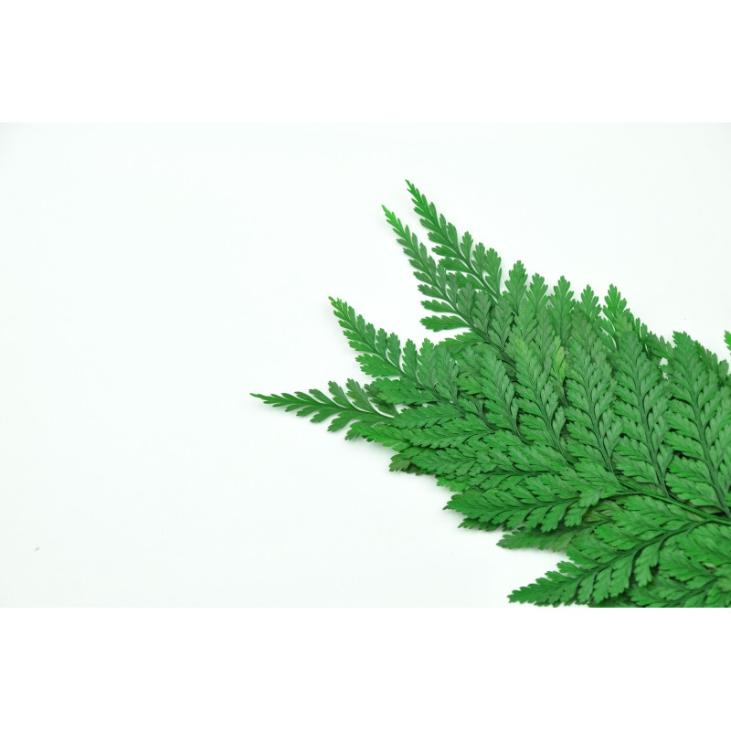 Fougère davalia stabilisée 13