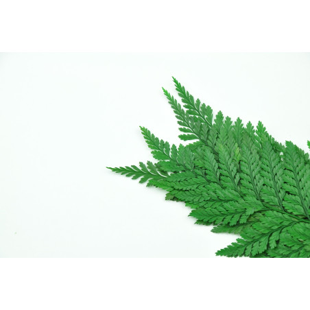 Fougère davalia stabilisée 13