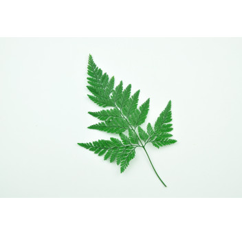 Fougère davalia stabilisée 13