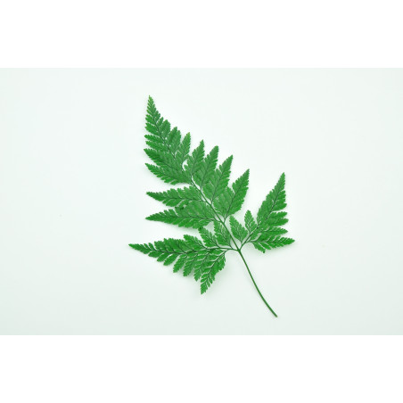 Fougère davalia stabilisée 13