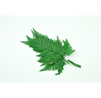 Fougère davalia stabilisée 13