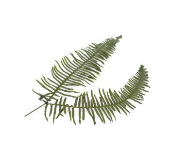 Fougère double stabilisée 8