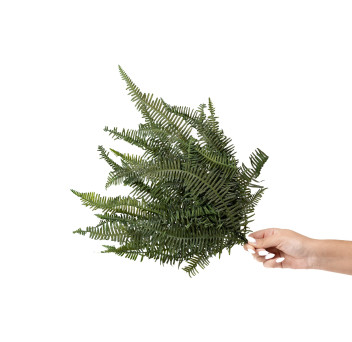 Fougère double stabilisée 8