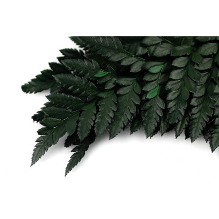 Fougère cuir stabilisée 13