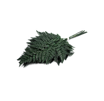 Fougère cuir stabilisée 13