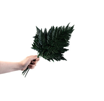 Fougère cuir stabilisée 13