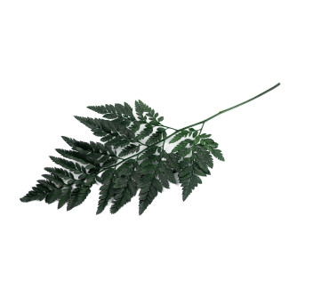 Fougère cuir stabilisée 13