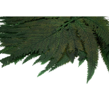 Fougère colombienne stabilisée 13