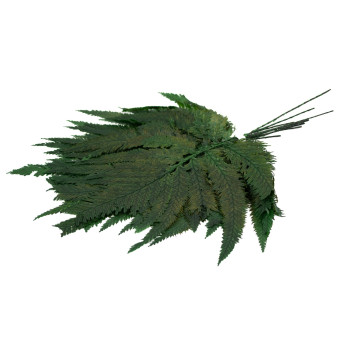 Fougère colombienne stabilisée 13