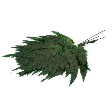 Fougère colombienne stabilisée 13